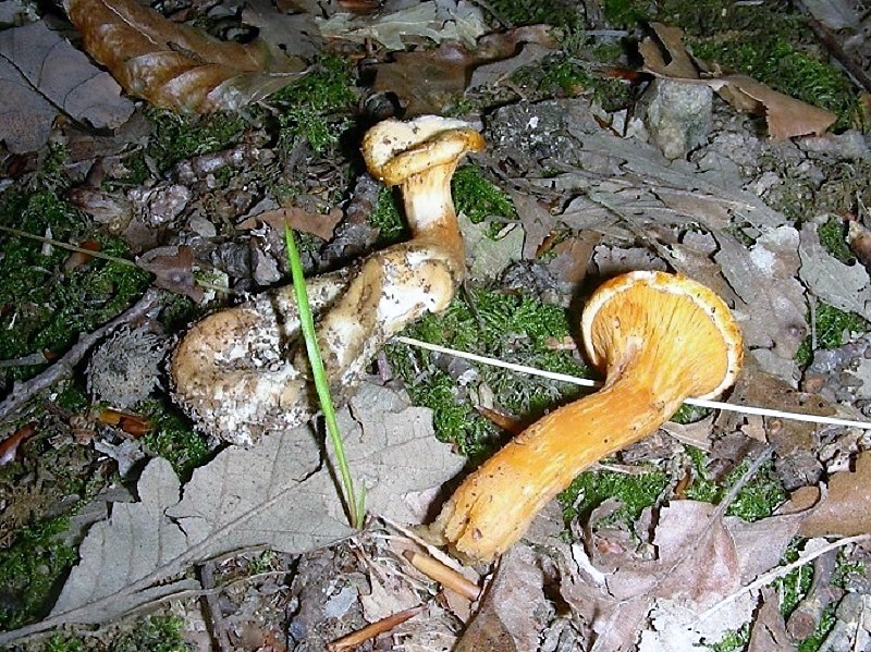 130 Da determinare bosco misto di latifoglia 480 m s.l.m